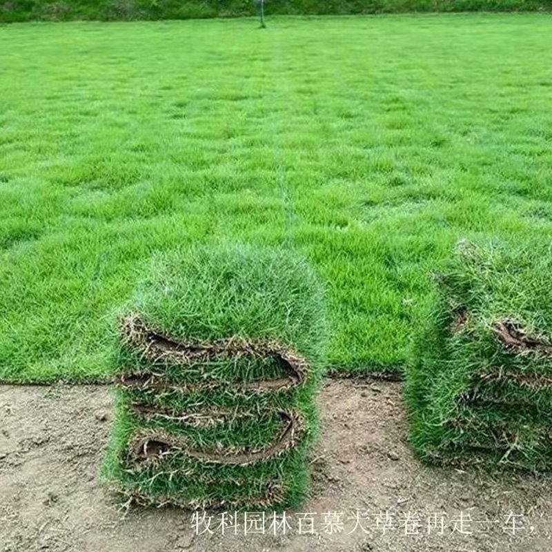 长沙马尼拉草皮 湖北马尼拉草皮