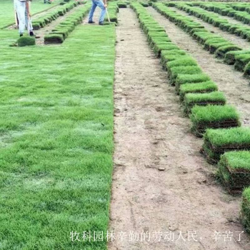 湖南马尼拉草皮价格湖南马尼拉草皮价格  湖南马尼拉草皮批发价格