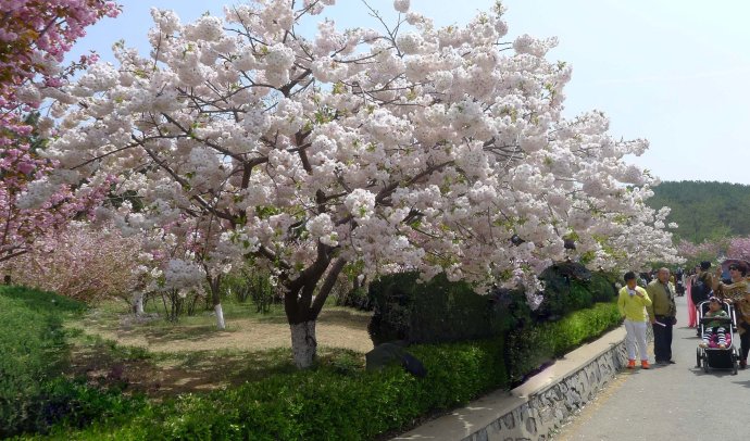 台湾牡丹樱花、种植、基地、批发【福建三明牡丹樱花专业种植】