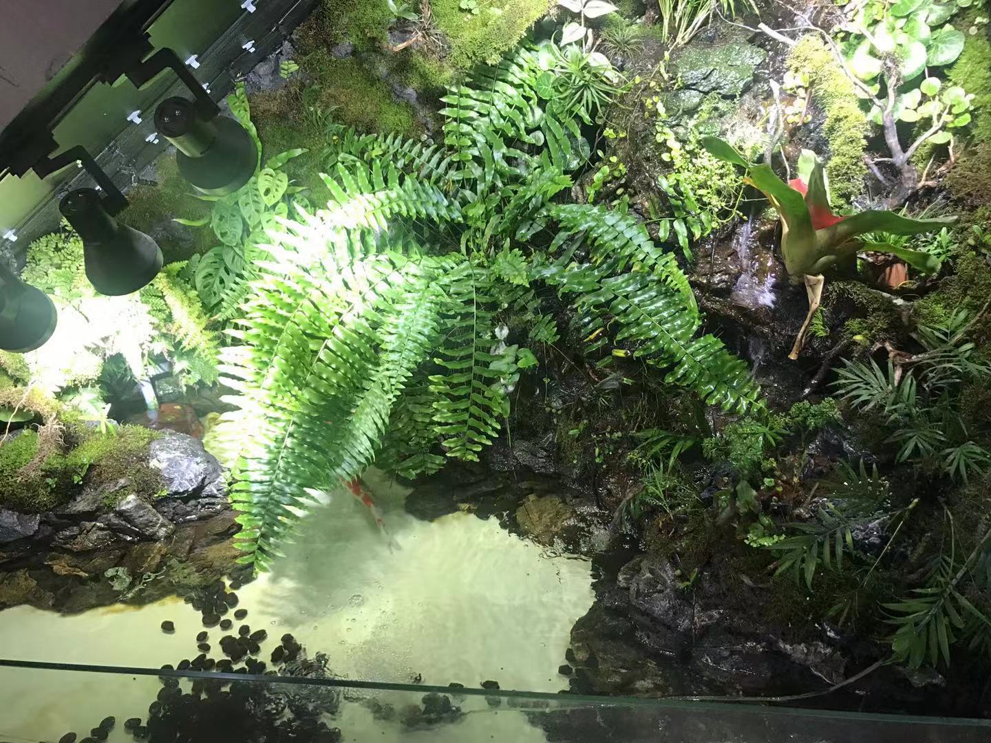 熱帶植物圖片/熱帶植物樣板圖 (1)