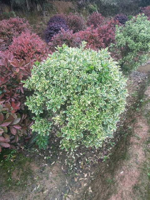 大葉黃楊圖片/大葉黃楊樣板圖 (2)