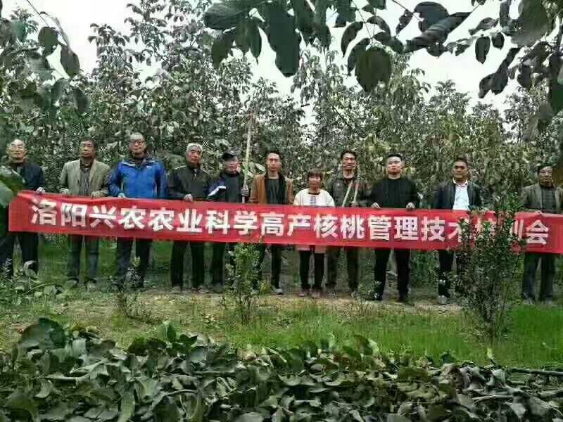 核桃科學(xué)高產(chǎn)管理技術(shù)圖片