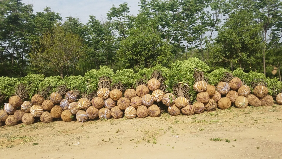 大葉黃楊球圖片/大葉黃楊球樣板圖 (4)