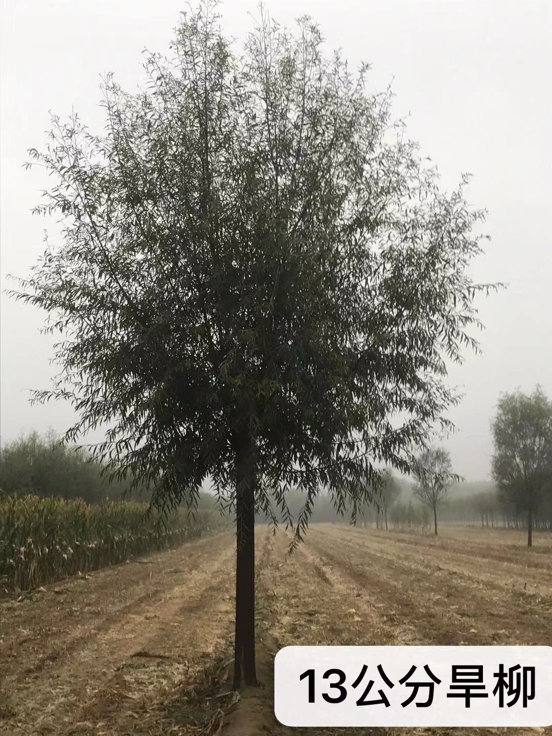 13公分旱柳圖片