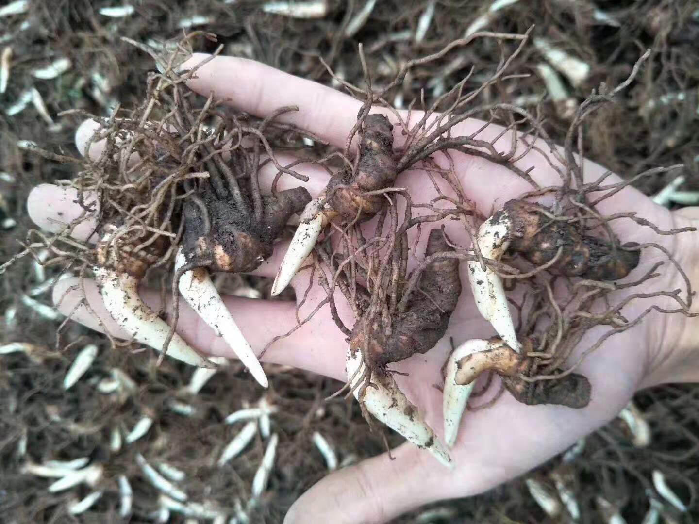 重樓種苗種植中
