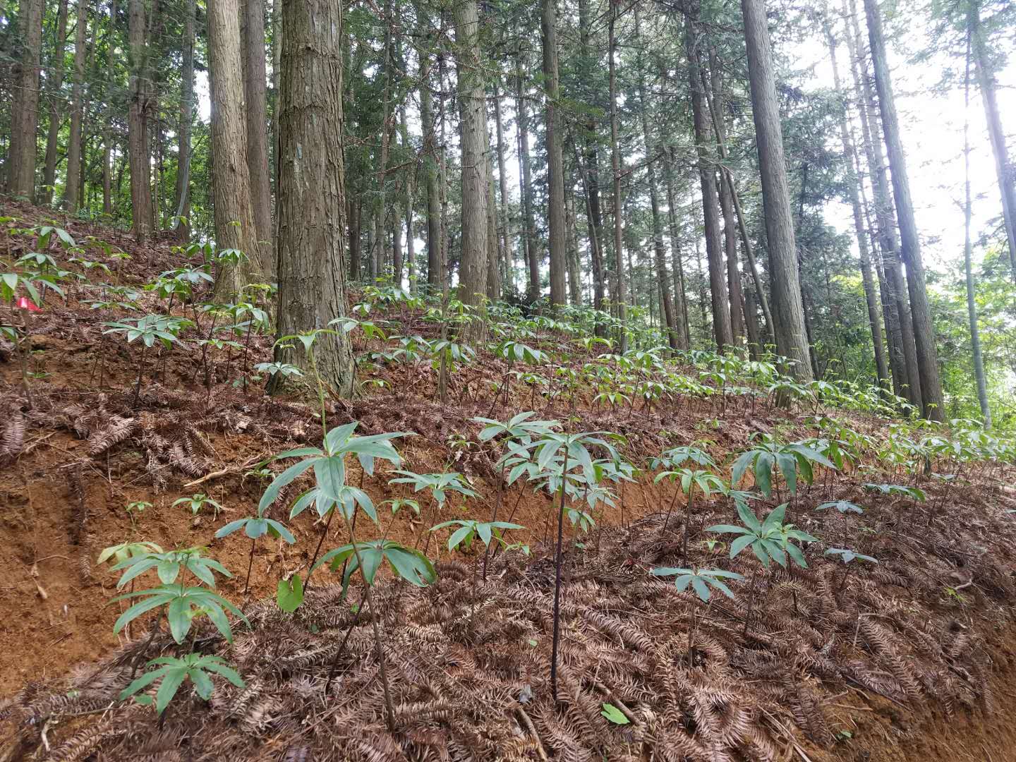 重樓圖片/重樓樣板圖 (4)