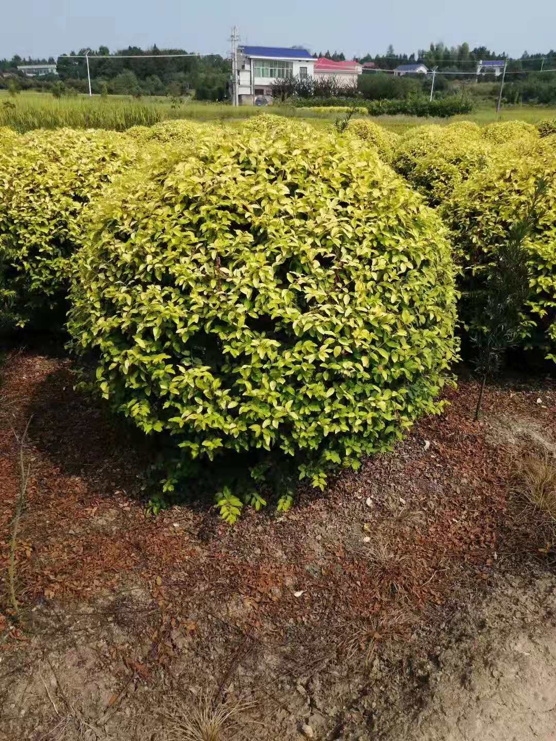 湖南金冠女贞球种植基地-批发-价格【长沙市雨花区木林缘苗圃】