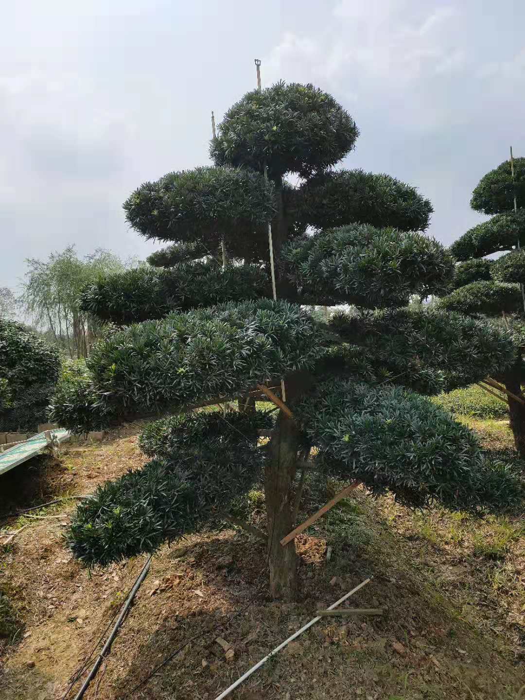 湖南造型罗汉松、种植、批发、价格、供应商(长沙县希望花卉苗木专业合作社)