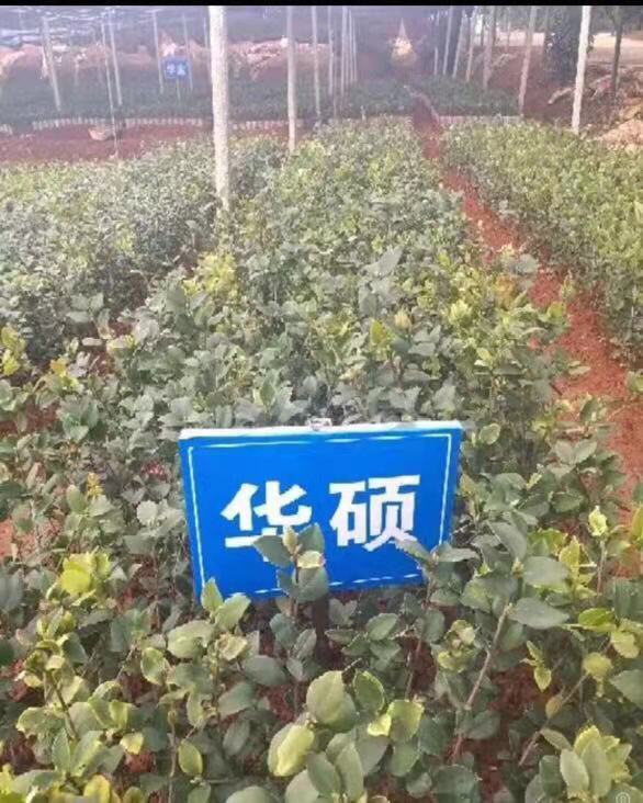 优质高产三华油茶苗供应 三华油茶苗价格 湖南三华油茶苗供应图片