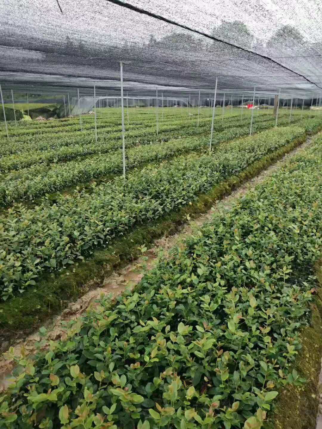 优质高产油茶苗供应商 油茶苗价格 油茶苗批发图片