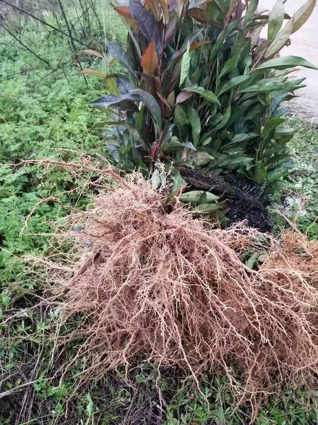 四川梅占茶苗種植基地、批發(fā)供應(yīng)、多少錢一棵【福安市農(nóng)豐種植合作社】