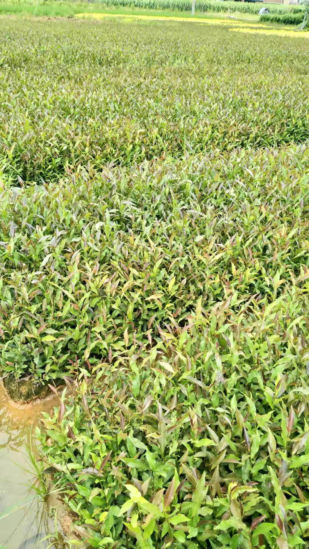 湖南紫娟茶苗價(jià)格圖片/湖南紫娟茶苗價(jià)格樣板圖 (2)