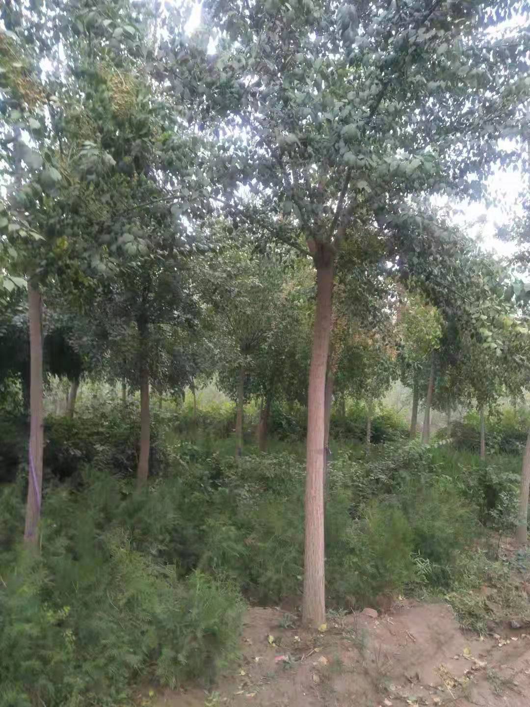 河北絲棉木、種植、基地、批發(fā)、報(bào)價(jià)【曲陽(yáng)縣穎坤帆苗圃場(chǎng)】圖片