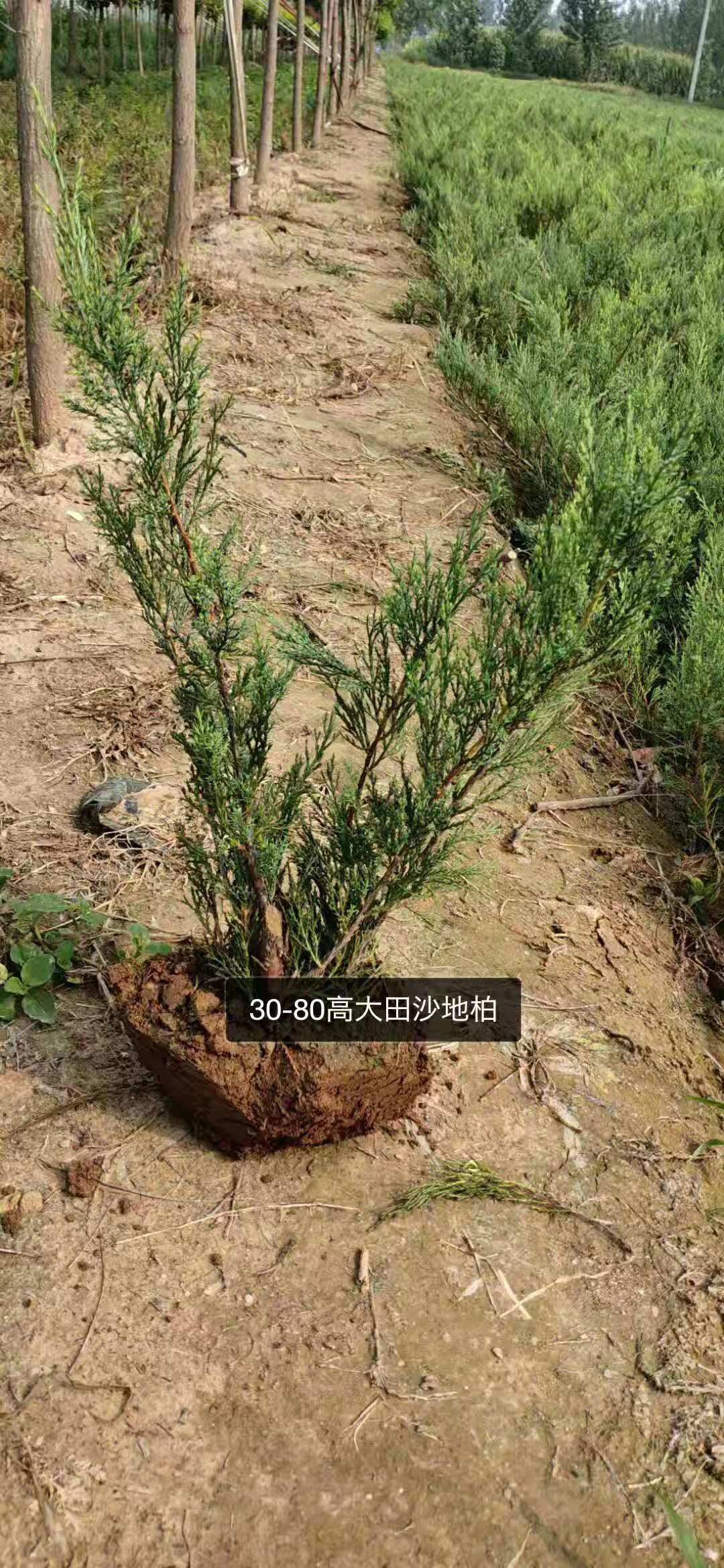 河北沙地柏種植基地/沙地柏批發(fā)報價/各種規(guī)格沙地柏直銷/沙地柏現(xiàn)貨供應圖片