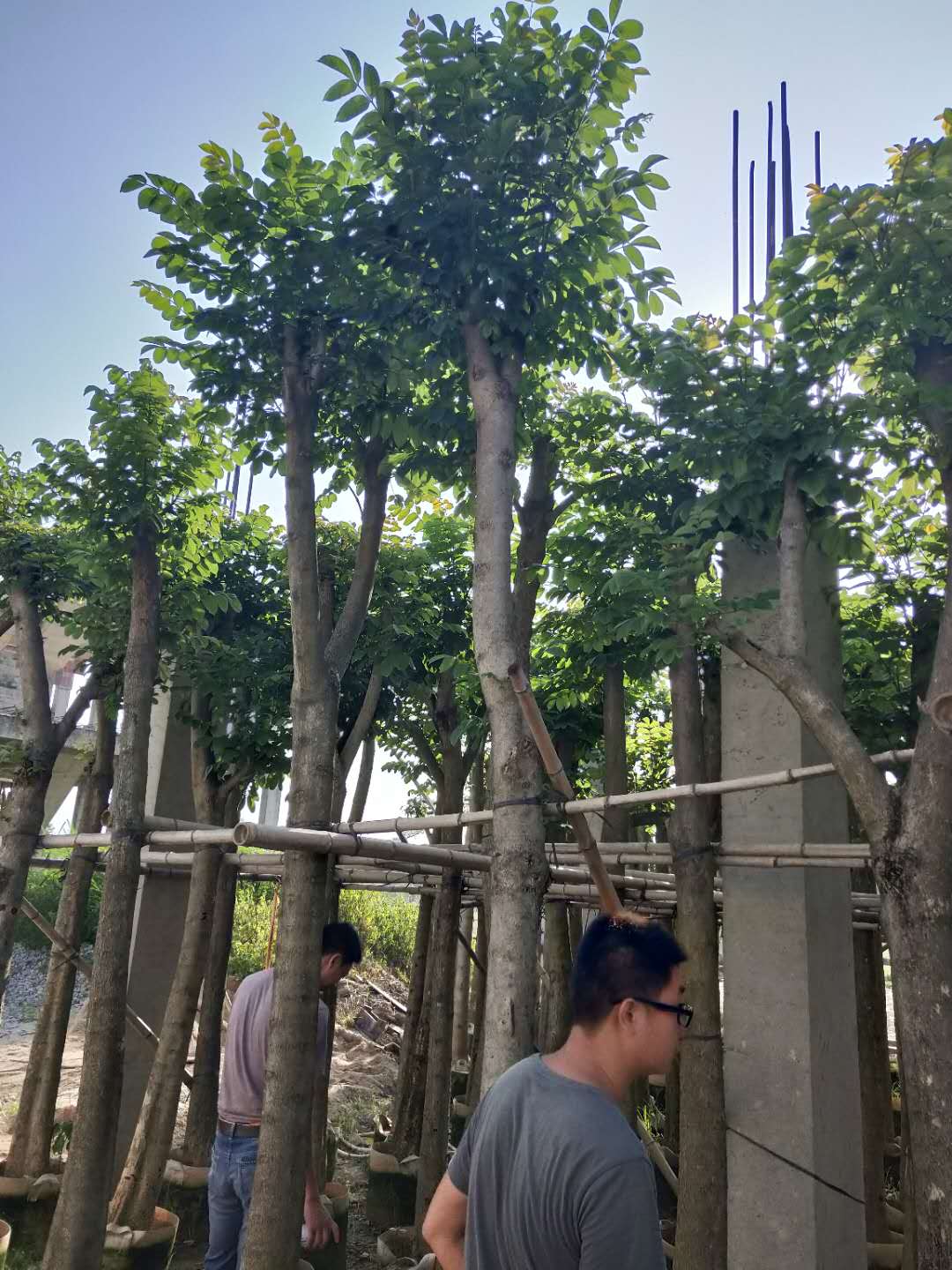 火焰木袋苗圖片