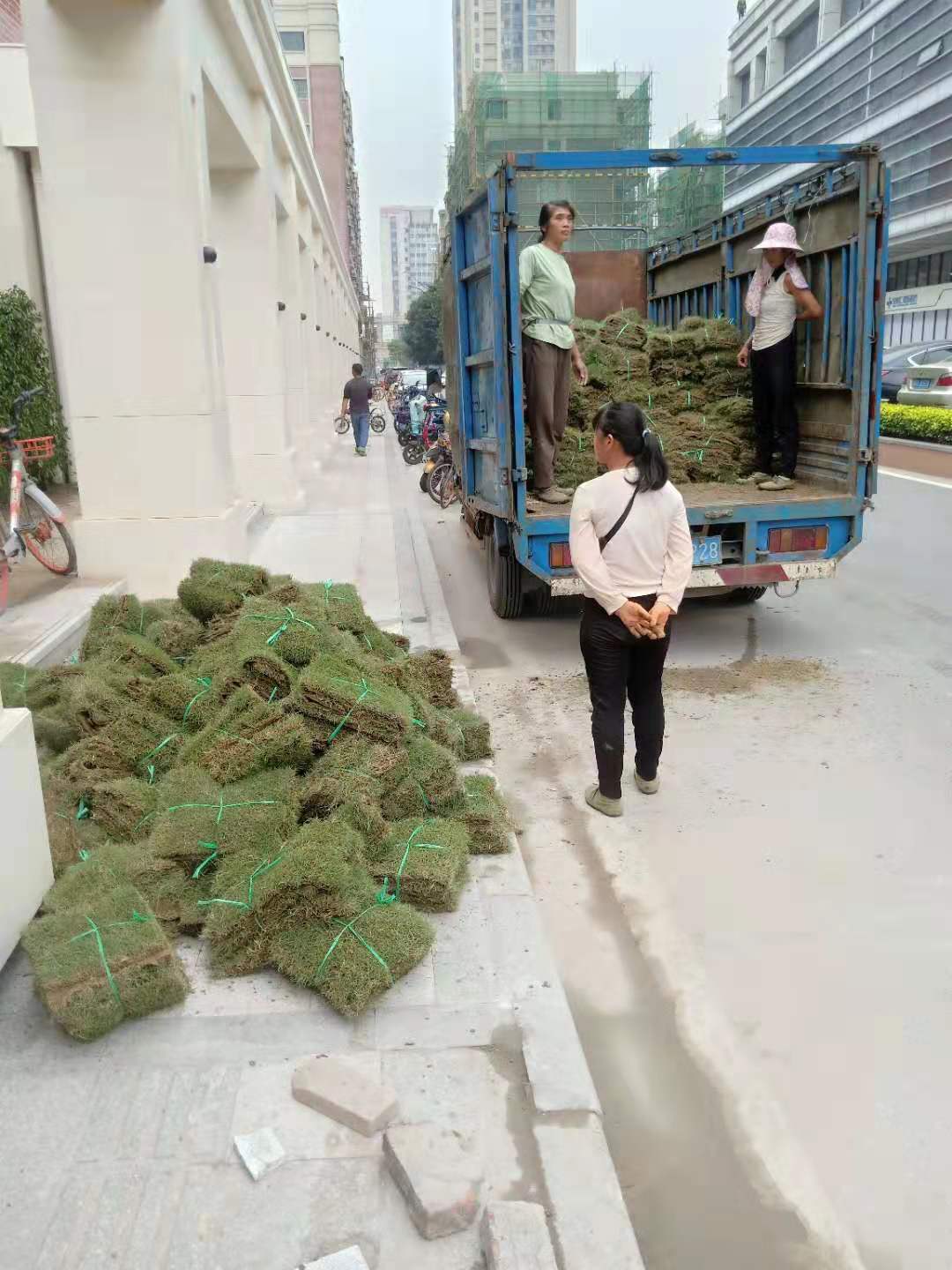 園林綠化 佛山馬尼拉草皮直銷批發(fā) 佛山溝葉結(jié)縷草