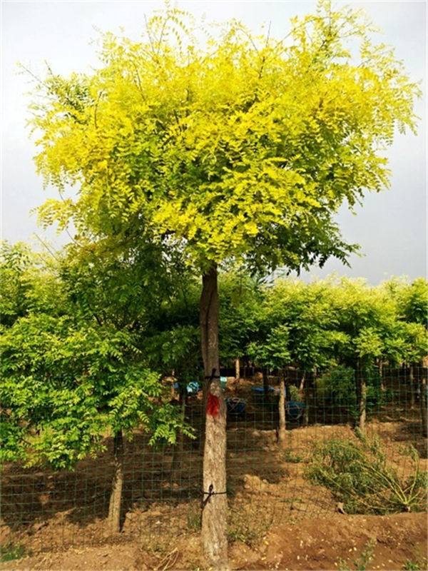 美植袋高杆金叶槐、种植、基地、批发、价格【曲阳县颖坤帆苗圃场】图片