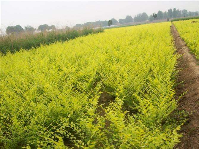 美植袋矮杆金叶榆河北美植袋矮杆金叶榆、种植、基地、批发、价格【曲阳县颖坤帆苗圃场】