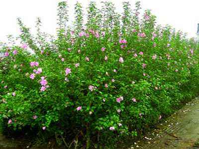河北叢生木槿、種植、基地、批發(fā)、直銷商【曲陽縣穎坤帆苗圃場】圖片
