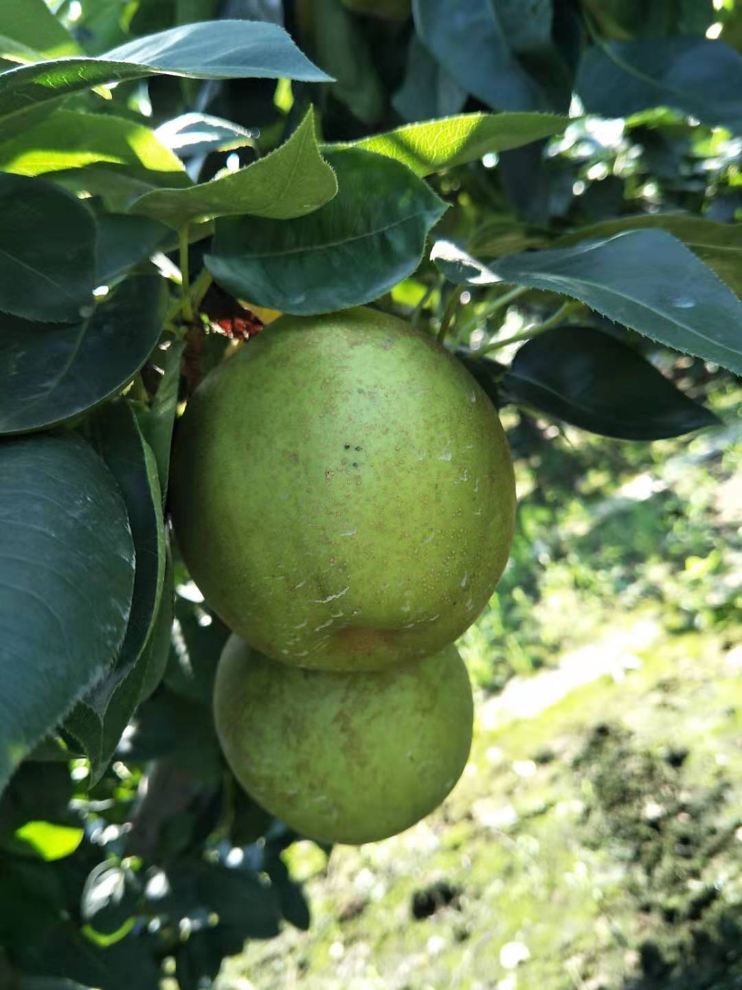 翠冠梨种苗价格、批发、报价【兴化市猕梦园花木种植场】翠冠梨果树种苗直销图片