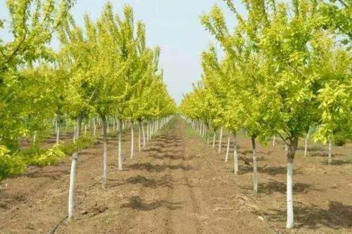 河北金葉復(fù)葉槭、種植、基地、批發(fā)、銷售【曲陽(yáng)縣穎坤帆苗圃場(chǎng)】圖片