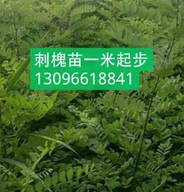 刺槐苗价格刺槐苗价格供应商