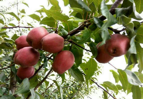 果玩紅梨嫁接苗圖片