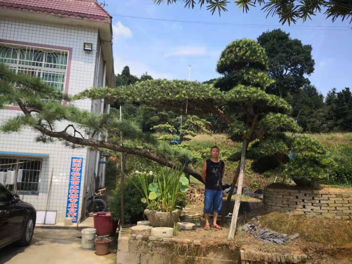 湖南彎桿異型藝術(shù)造型羅漢松圖片