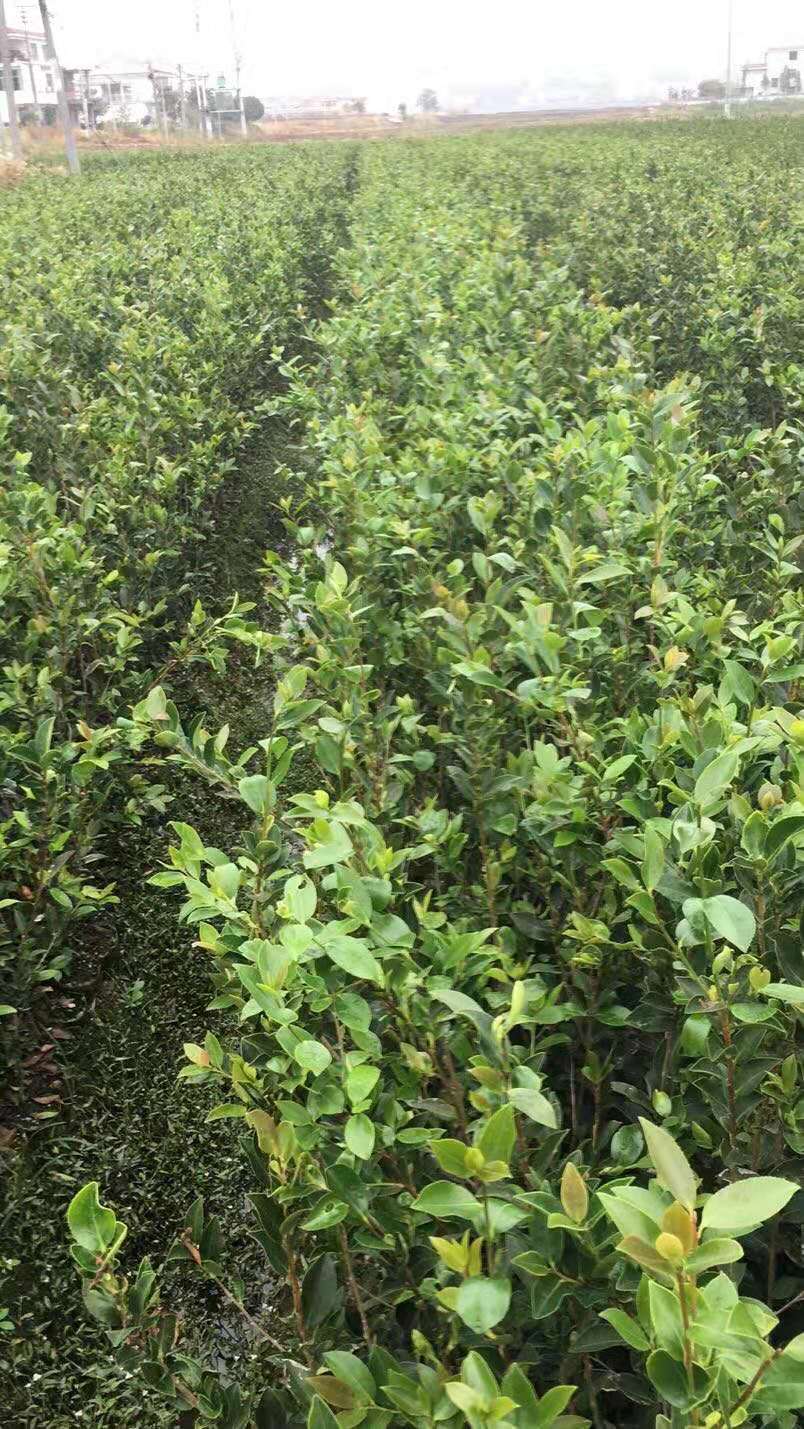 兩年大杯油茶苗圖片/兩年大杯油茶苗樣板圖 (1)