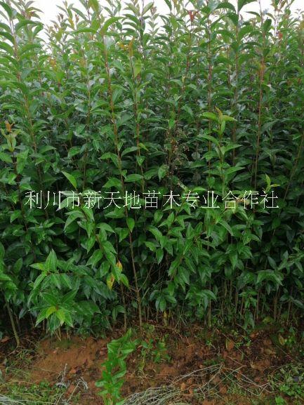 女贞苗圃直销园林绿化苗木庭院植物小叶女贞树苗女贞苗四季常青