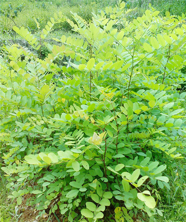 刺槐樹(shù)苗圖片/刺槐樹(shù)苗樣板圖 (2)
