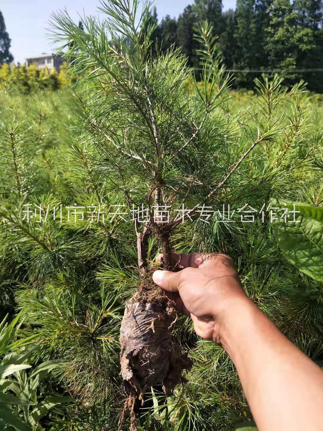 华山松树苗华山松苗迎客松大阪松小苗五针松盆景造型素材苗圃直销图片