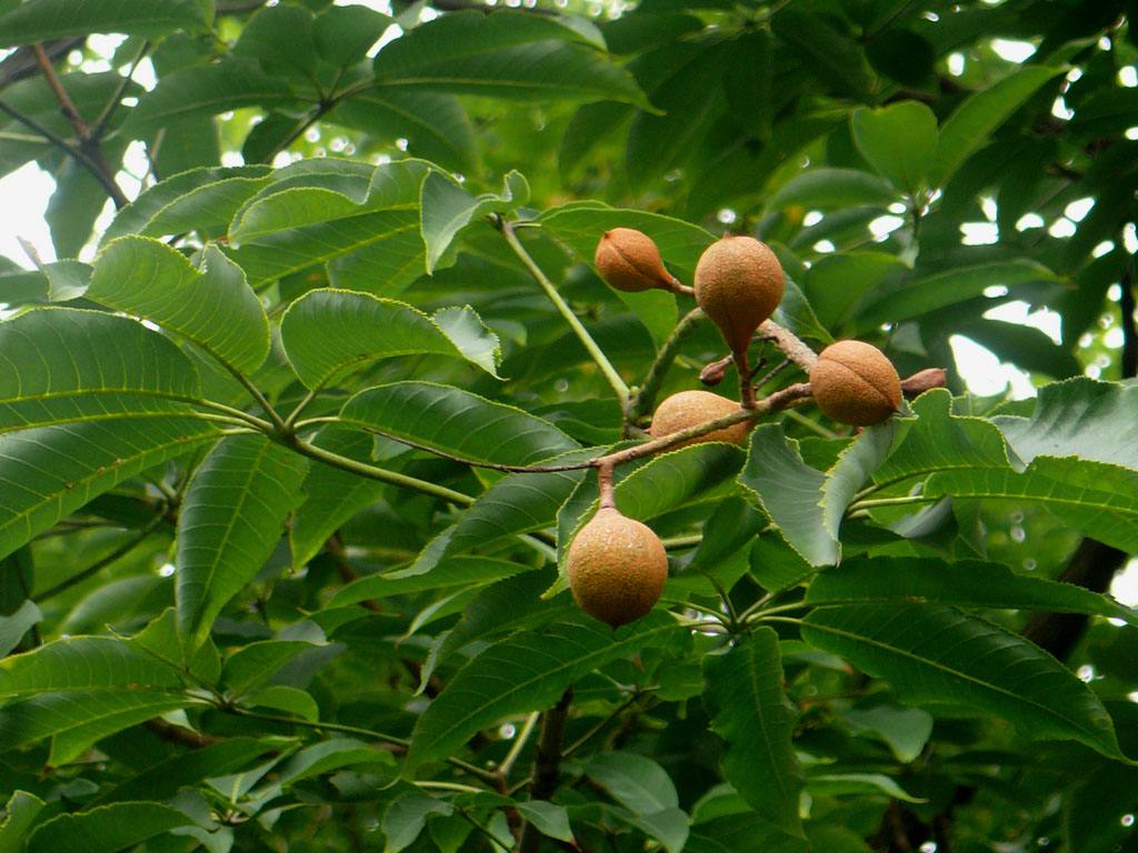 遼寧七葉樹基地批發(fā)價(jià)格【幸林種苗專業(yè)合作社】