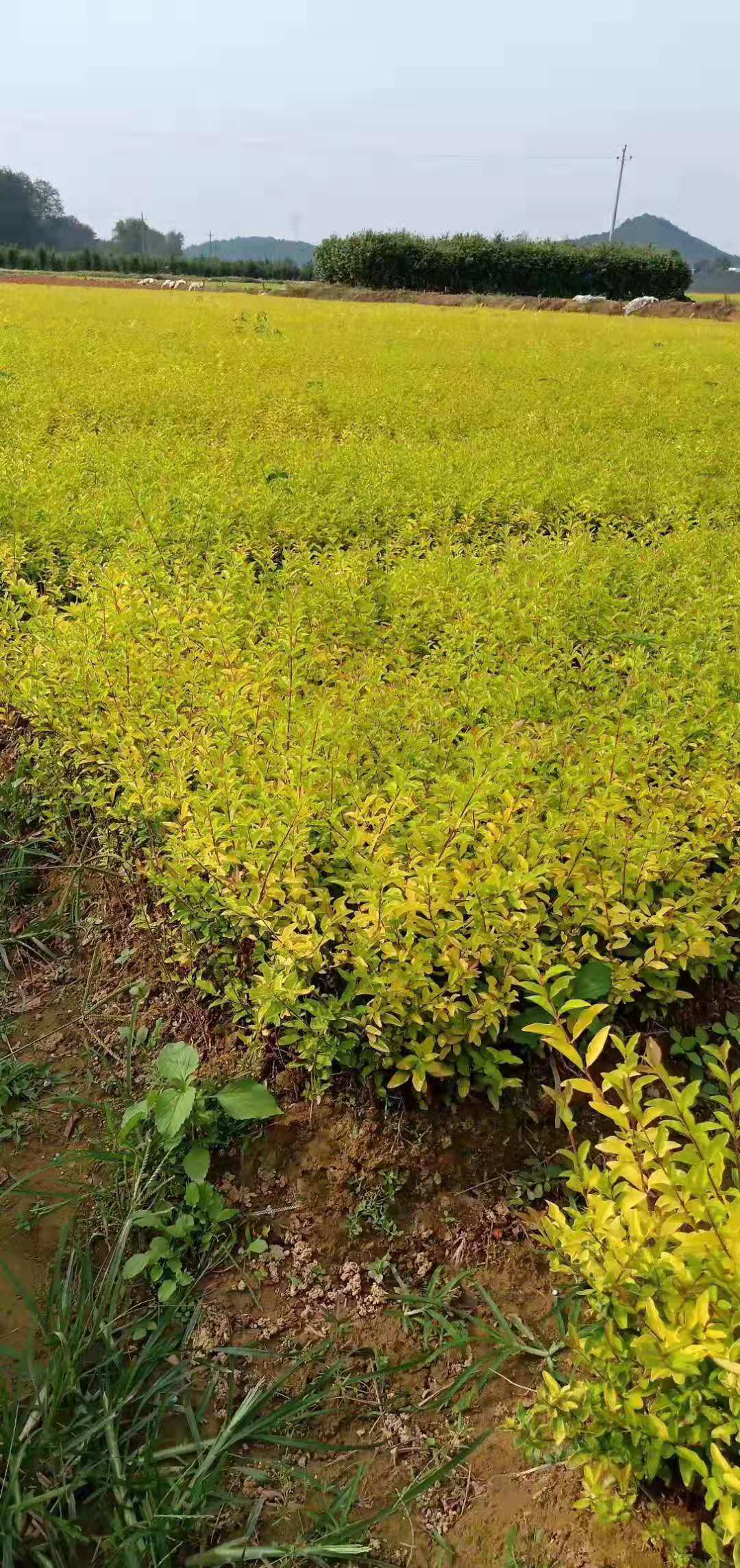 长沙市金冠女贞球一手种植基地厂家