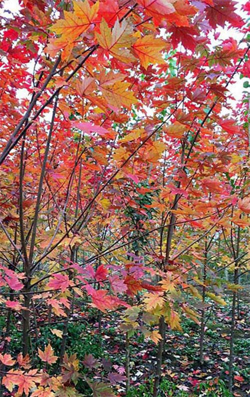 江蘇徐州邳州美國紅楓多少錢圖片