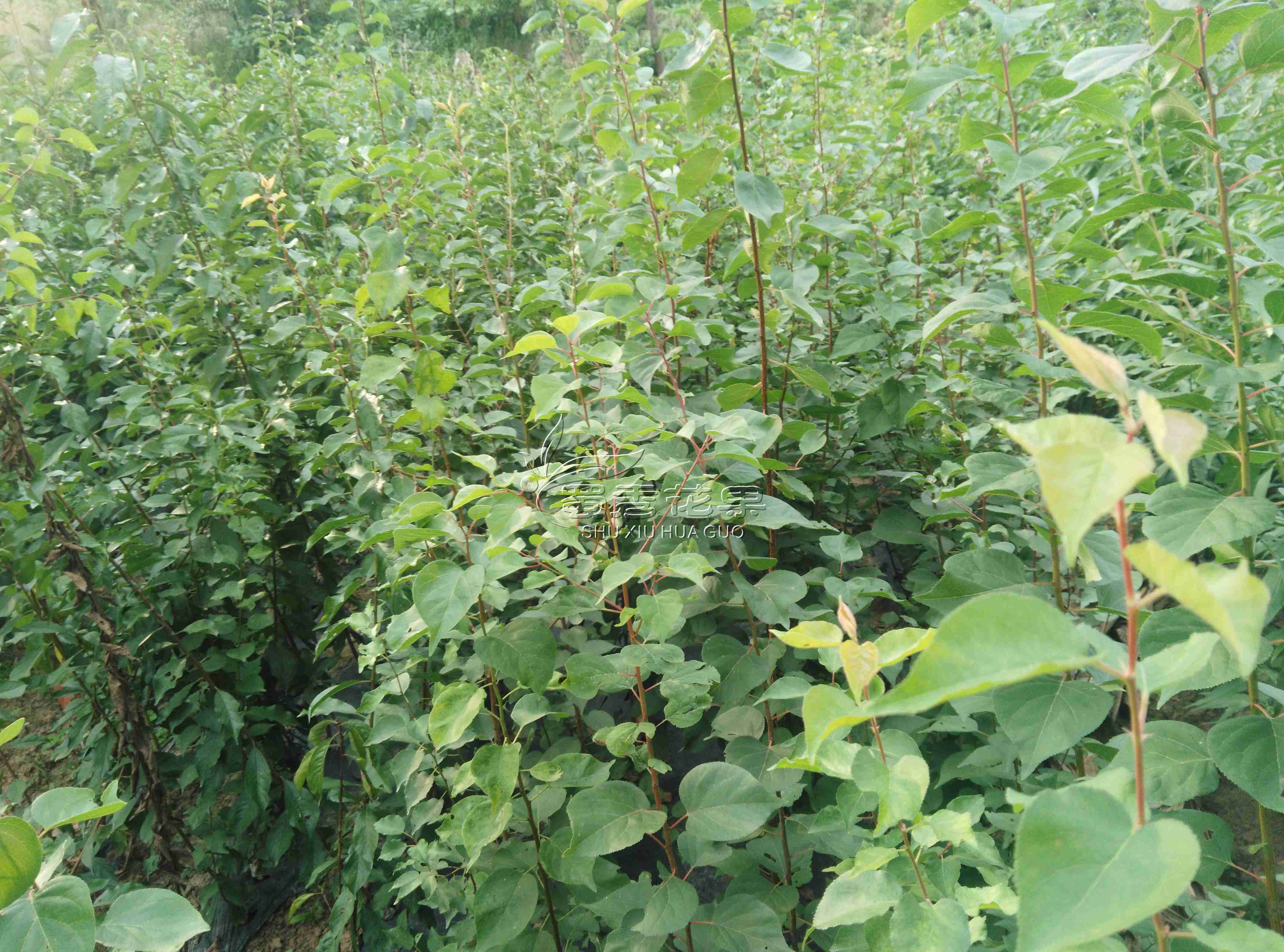 南北方種植嫁接杏樹苗金太陽(yáng)杏子樹圖片