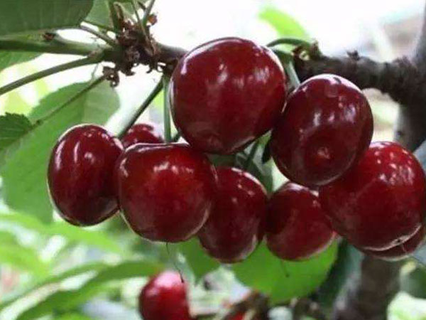 櫻桃苗木圖片/櫻桃苗木樣板圖 (1)