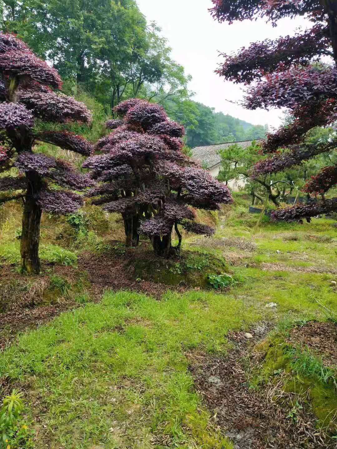 紅花繼木圖片/紅花繼木樣板圖 (3)