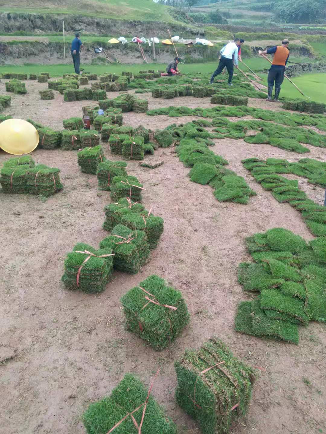 重庆草坪基地  /重庆草坪基地直销