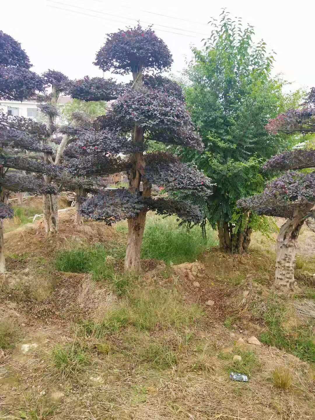 湖南造型紅花繼木樁-2020年湖南造型紅花繼木樁種植基地-2019年湖南造型紅花繼木樁-【瀏陽市柏加鎮(zhèn)萬達(dá)苗圃】
