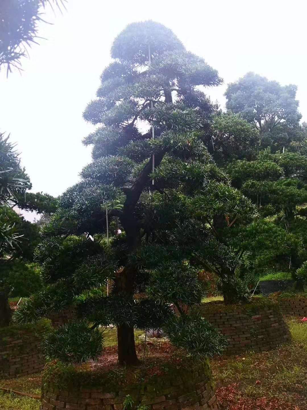 湖南高度4米大飄枝造型羅漢松產(chǎn)地種植基地在哪里？-高度4米大飄枝造型羅漢松哪里最多？廠家價格【瀏陽市柏加鎮(zhèn)萬達(dá)苗圃】