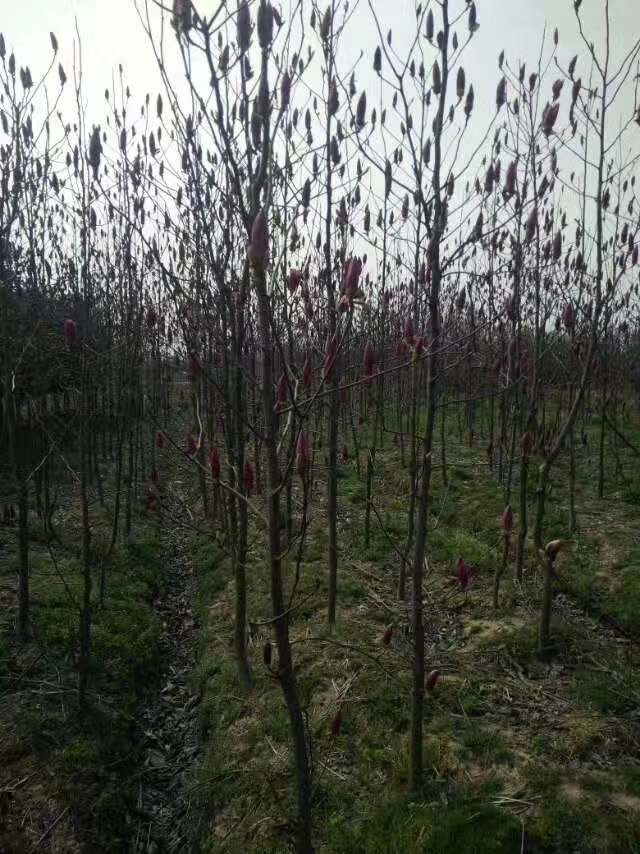 紅玉蘭圖片/紅玉蘭樣板圖 (1)