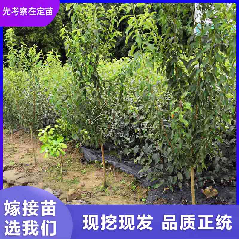 桃花灌木绿叶碧桃小树花桃树苗盆栽红叶碧桃园林绿化苗木当年开花 桃花树苗