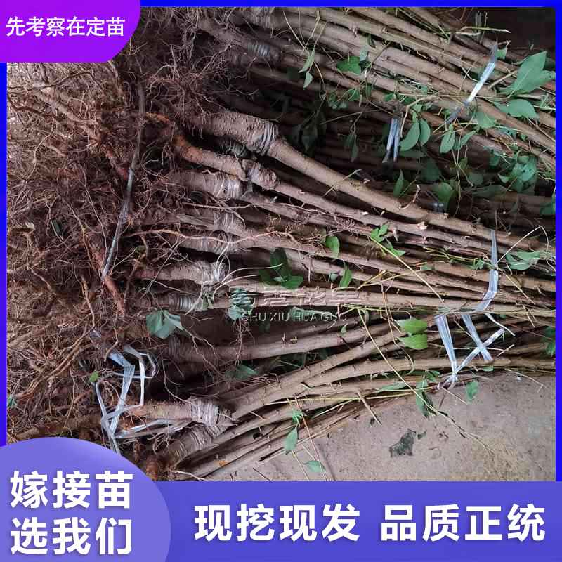 巫山脆李苗圖片