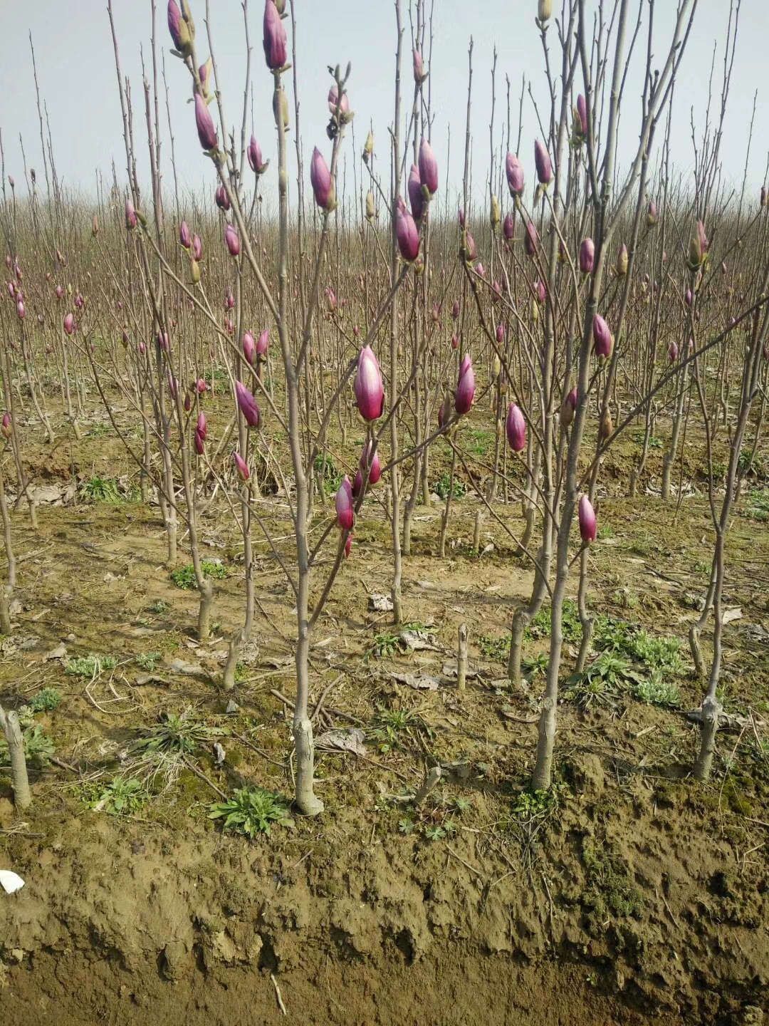 滁州红玉兰树苗价格，种植，批发价【滁州市南谯区广玉兰苗木销售中心】图片