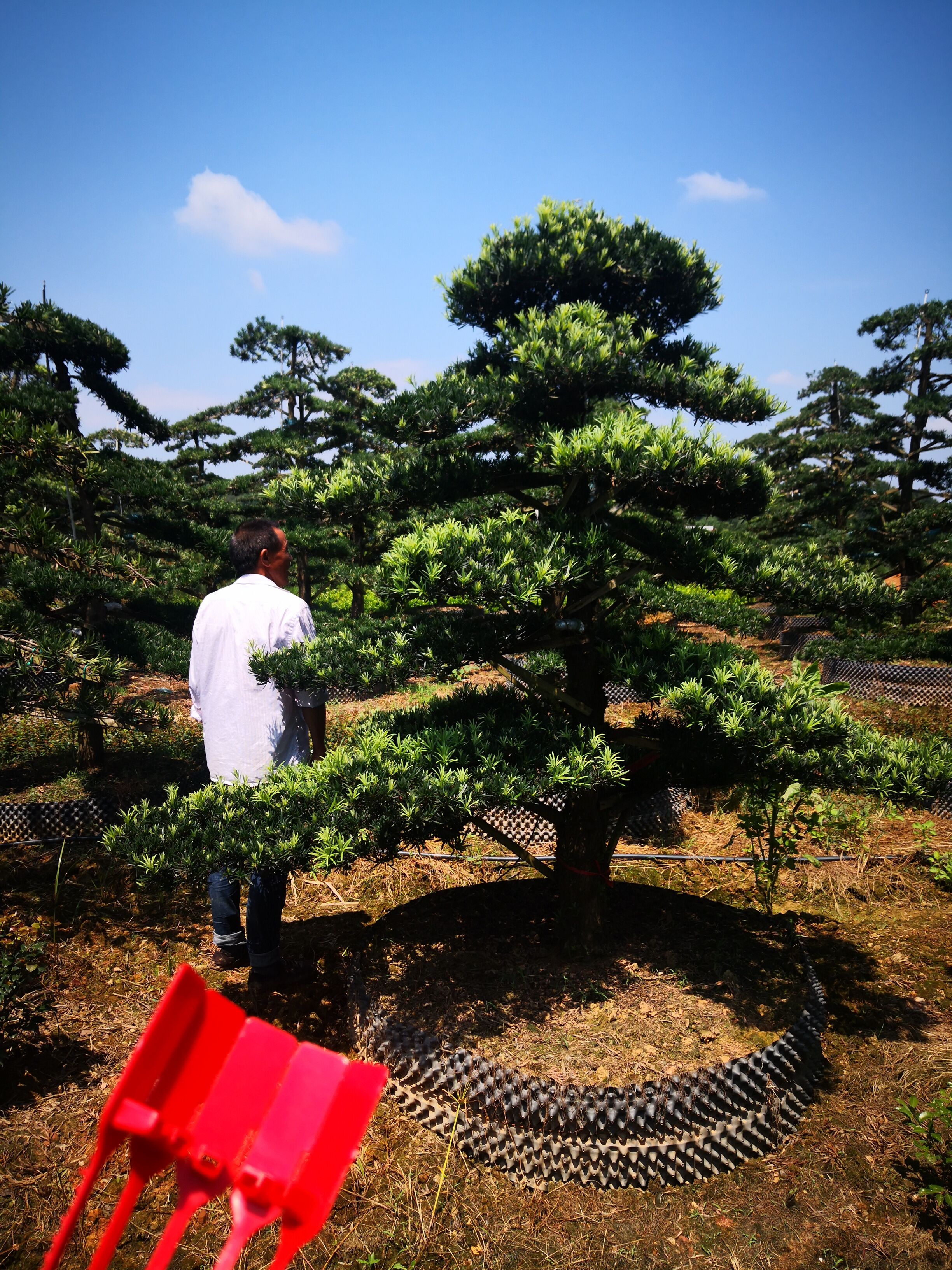 湖南直桿12-20公分造型羅漢圖片/湖南直桿12-20公分造型羅漢樣板圖 (2)
