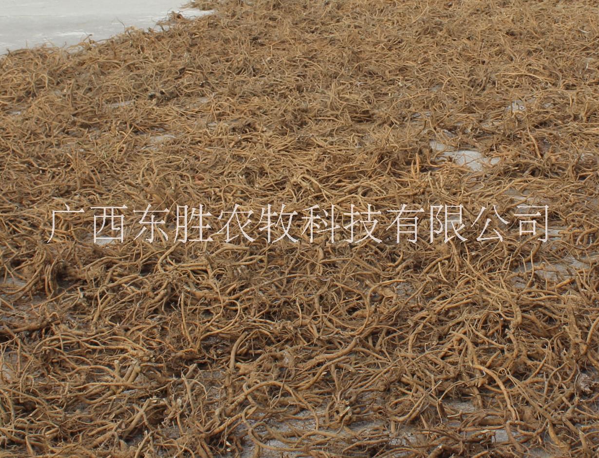 河池正宗山豆根出售圖片