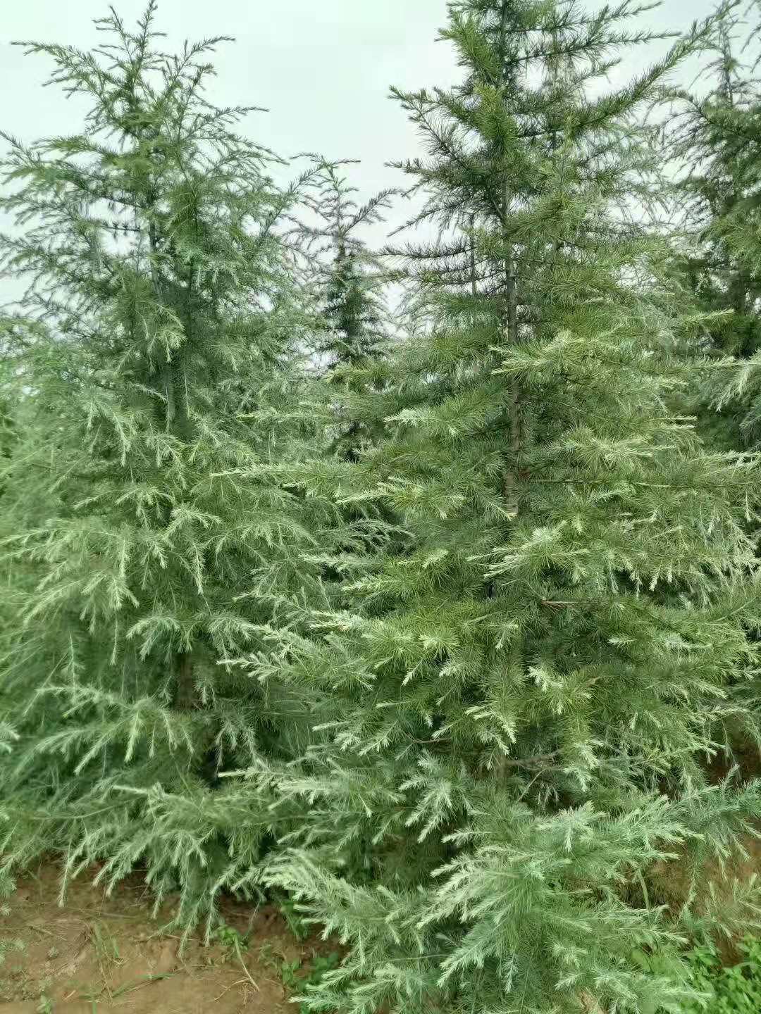 滁州市雪松批發(fā)-雪松供應(yīng)商-雪松銷售電話