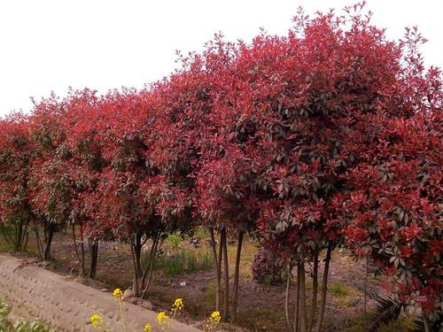 红叶石楠批发扬州市大量红叶石楠批发 红叶石楠球价格 种植基地