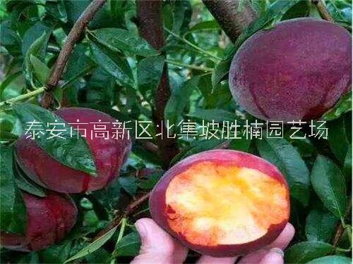 春麗桃樹苗圖片